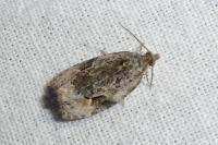 Apotomis lineana