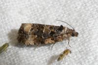 Endothenia gr. gentianaeana