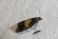 Endothenia nigricostana