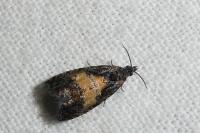 Endothenia nigricostana