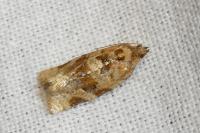 Argyrotaenia ljungiana