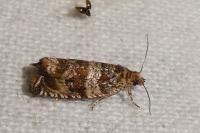 Celypha cespitana