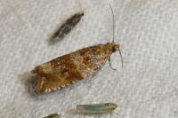 Celypha cespitana