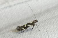 Calybites phasianipennella