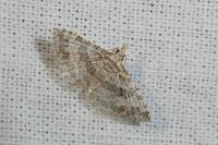 Alucita zonodactyla