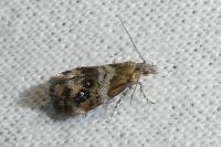 Tebenna micalis