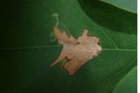 Parectopa robiniella