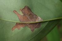 Parectopa robiniella