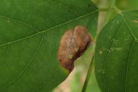 Macrosaccus robiniella