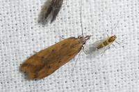 Dichomeris acuminata