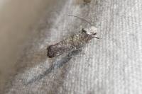 Paraswammerdamia albicapitella