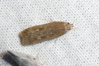 Helcystogramma triannulella