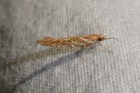Pyroderces argyrogrammos