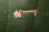 Stigmella tiliae