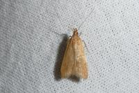 Helcystogramma rufescens
