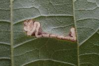 Stigmella tiliae