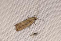Bactra lancealana