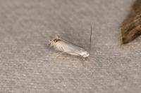 Leucoptera spartifoliella