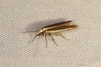 Dichomeris marginella