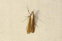 Dichomeris marginella