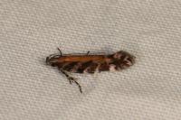 Aristotelia