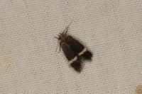 Aproaerema cinctella
