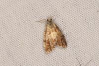 Pseudargyrotoza conwagana