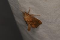 Apoda limacodes