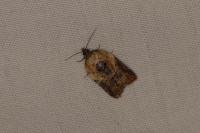 Acleris variegana
