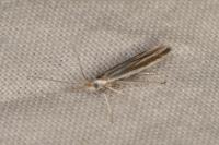 Coleophora