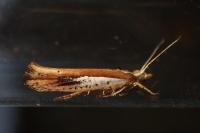 Ypsolopha parenthesella