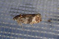 Eudemis profundana