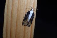 Acleris cristana