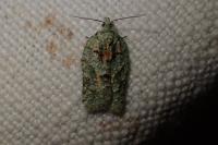 Acleris literana