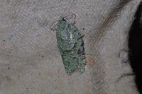 Acleris literana