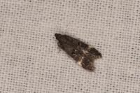 Dichomeris alacella