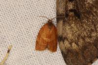 Cacoecimorpha pronubana