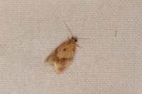Clepsis consimilana