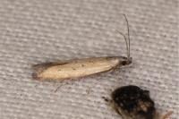 Mesophleps trinotella