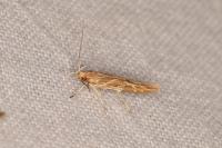 Pyroderces argyrogrammos