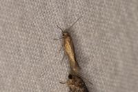 Scythris