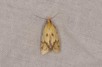 Agapeta hamana
