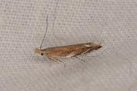 Sophronia sicariellus