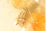 Phyllonorycter