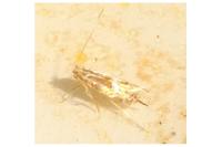 Phyllonorycter