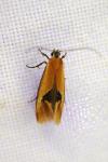 Batia lambdella