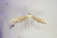 Adaina microdactyla