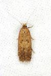 Bryotropha terrella