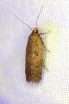 Bryotropha terrella