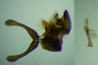 Micropterix allionella
